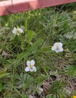 China violet(Viola patrinii)