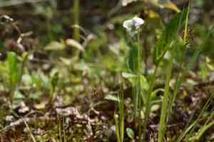 China violet(Viola patrinii)