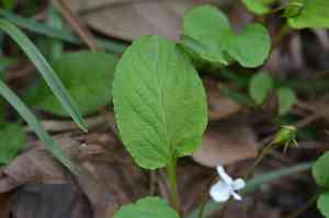 Primrose-leaf violet(Viola primulifolia)