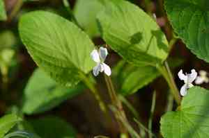 Primrose-leaf violet(Viola primulifolia)