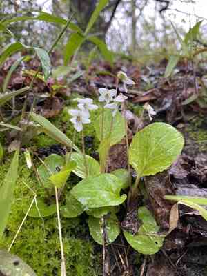 Primrose-leaf violet(Viola primulifolia)
