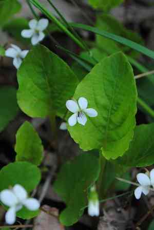 Primrose-leaf violet(Viola primulifolia)