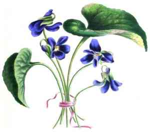 Downy Yellow Violet(Viola pubescens)