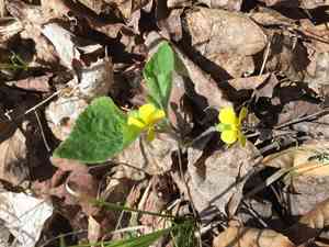Downy Yellow Violet(Viola pubescens)