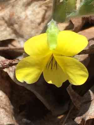 Downy Yellow Violet(Viola pubescens)