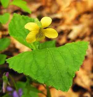 Downy Yellow Violet(Viola pubescens)