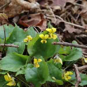 Roundleaf yellow violet(Viola rotundifolia)
