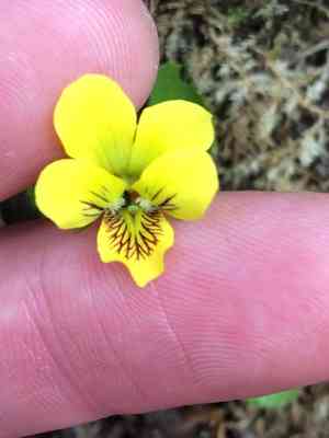 Roundleaf yellow violet(Viola rotundifolia)