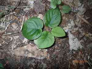 Roundleaf yellow violet(Viola rotundifolia)