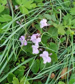 Selkirk's violet(Viola selkirkii)