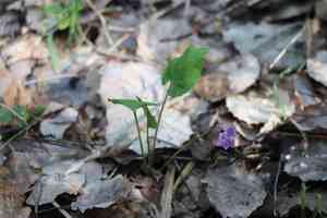 Selkirk's violet(Viola selkirkii)
