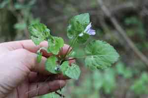 Selkirk's violet(Viola selkirkii)