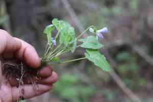 Selkirk's violet(Viola selkirkii)