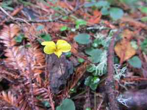 Evergreen violet(Viola sempervirens)