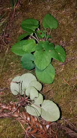 Evergreen violet(Viola sempervirens)