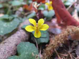 Evergreen violet(Viola sempervirens)