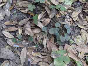Evergreen violet(Viola sempervirens)