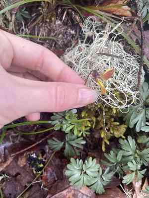 Shelton's violet(Viola sheltonii)