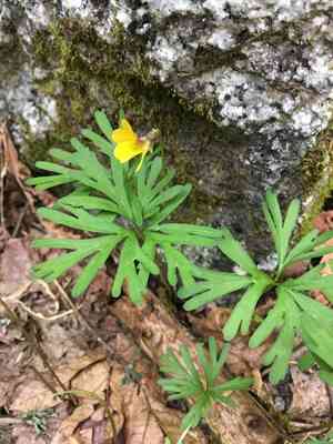 Shelton's violet(Viola sheltonii)