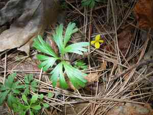Shelton's violet(Viola sheltonii)
