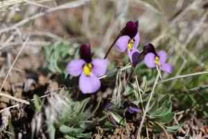 Rainier violet(Viola trinervata)