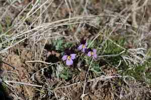 Rainier violet(Viola trinervata)