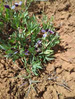 Rainier violet(Viola trinervata)