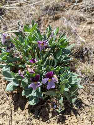 Rainier violet(Viola trinervata)