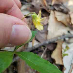 Three-part violet(Viola tripartita)