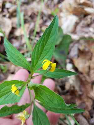 Three-part violet(Viola tripartita)
