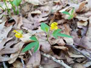 Three-part violet(Viola tripartita)