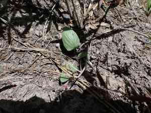 Sagebrush violet(Viola vallicola)