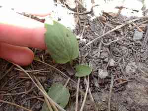 Sagebrush violet(Viola vallicola)