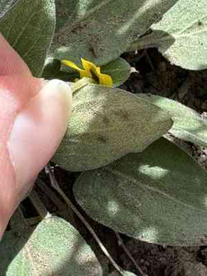 Sagebrush violet(Viola vallicola)