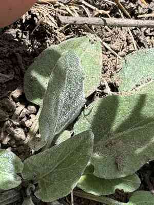 Sagebrush violet(Viola vallicola)