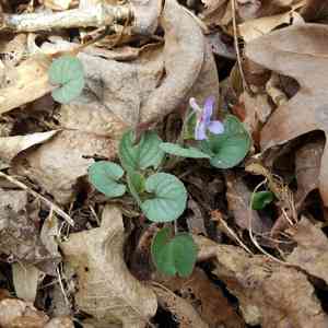Prostrate blue violet(Viola walteri)
