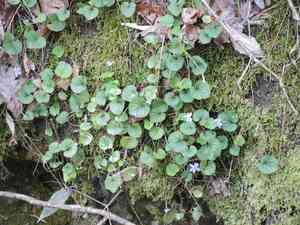 Prostrate blue violet(Viola walteri)