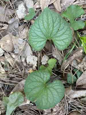 Prostrate blue violet(Viola walteri)
