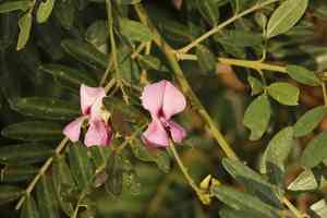 Forest keurboom(Virgilia divaricata)