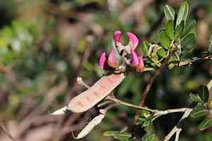 Forest keurboom(Virgilia divaricata)