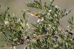 Forest keurboom(Virgilia divaricata)