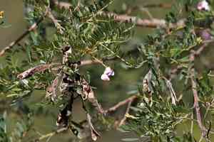 Forest keurboom(Virgilia divaricata)