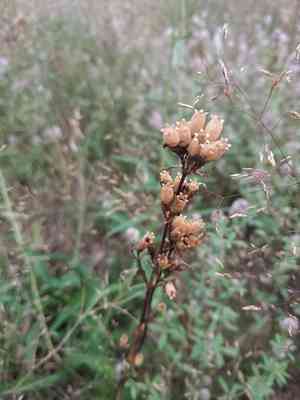Sticky catchfly(Viscaria vulgaris)