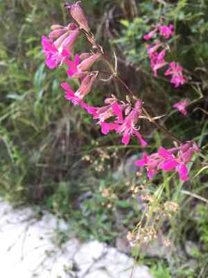 Sticky catchfly(Viscaria vulgaris)