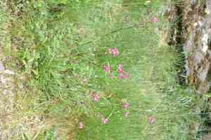 Sticky catchfly(Viscaria vulgaris)
