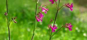 Sticky catchfly(Viscaria vulgaris)