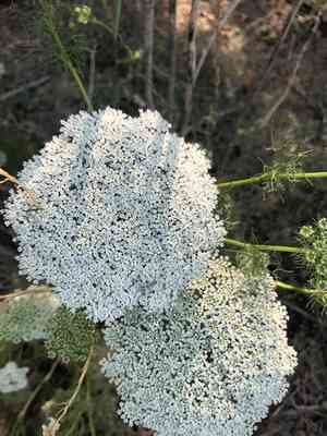 Toothpickweed(Visnaga daucoides)