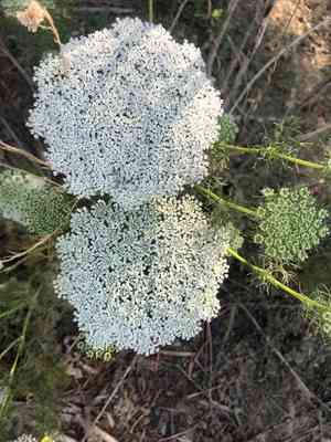 Toothpickweed(Visnaga daucoides)