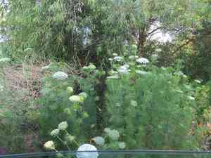 Toothpickweed(Visnaga daucoides)