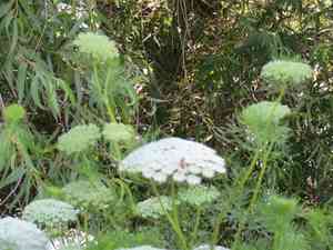 Toothpickweed(Visnaga daucoides)